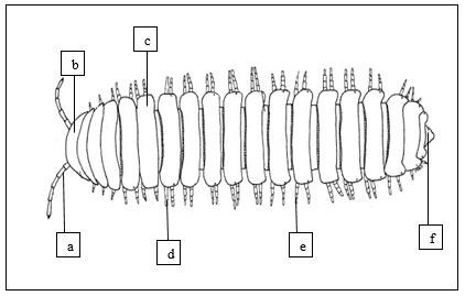 Struktur Flat-backed Milipede