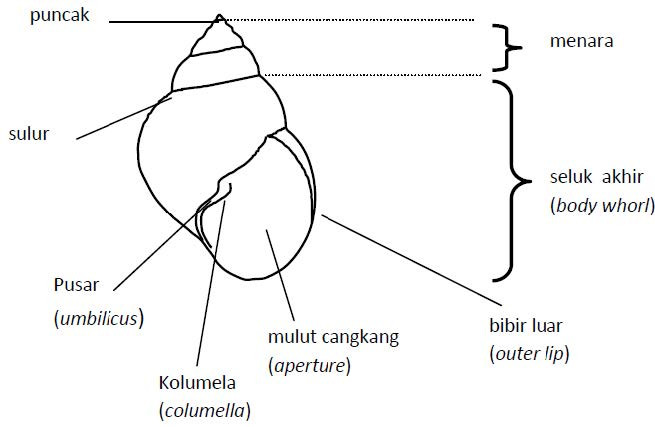 Cangkang Gastropoda dan bagian-bagiannya