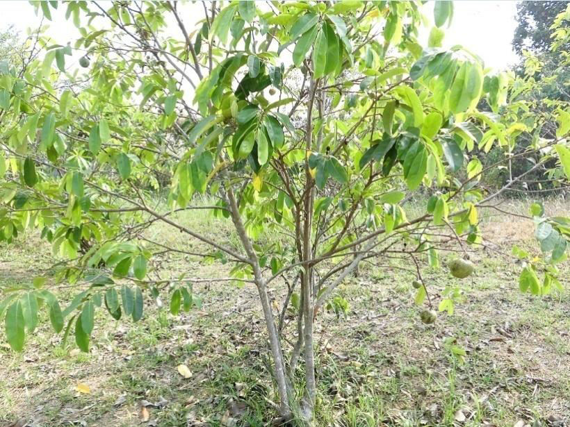 pohon sirsak