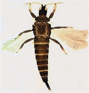 Phlaeothripidae